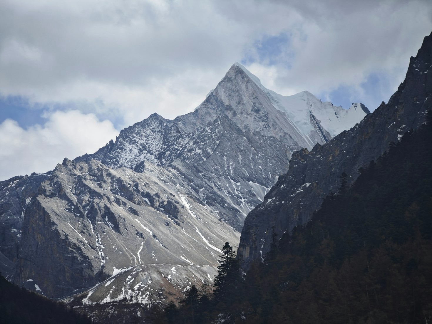 Le génépi valdôtain : l’essence aromatique des Alpes